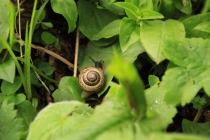 A snail in the grass